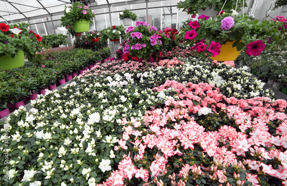 flowering potted plants and flowers for sale in the greenhouse