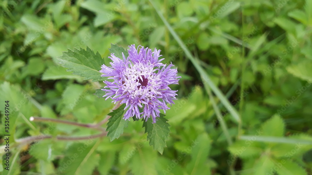 purple thistle flower purple thistle flower