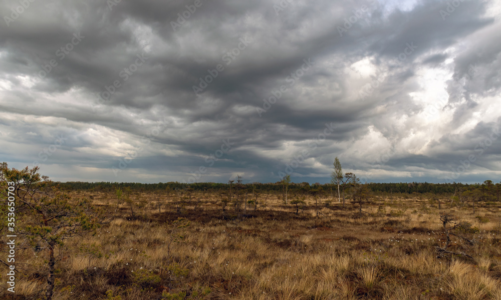 landscape, the land is covered with bog vegetation, moss, grass and small pines, expressive clouds