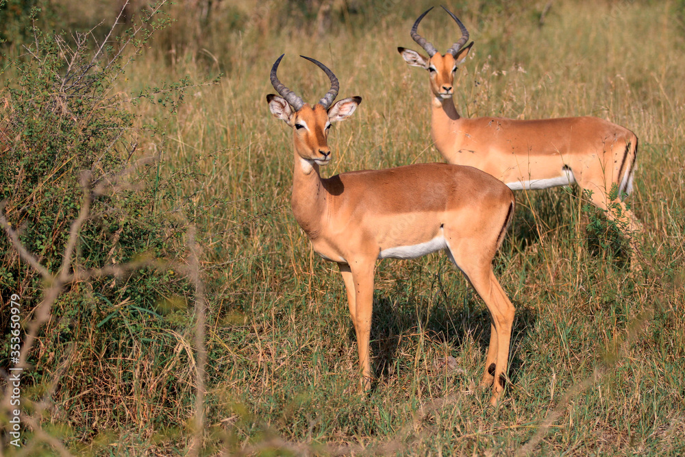 Naklejka premium Impala Social Distancing