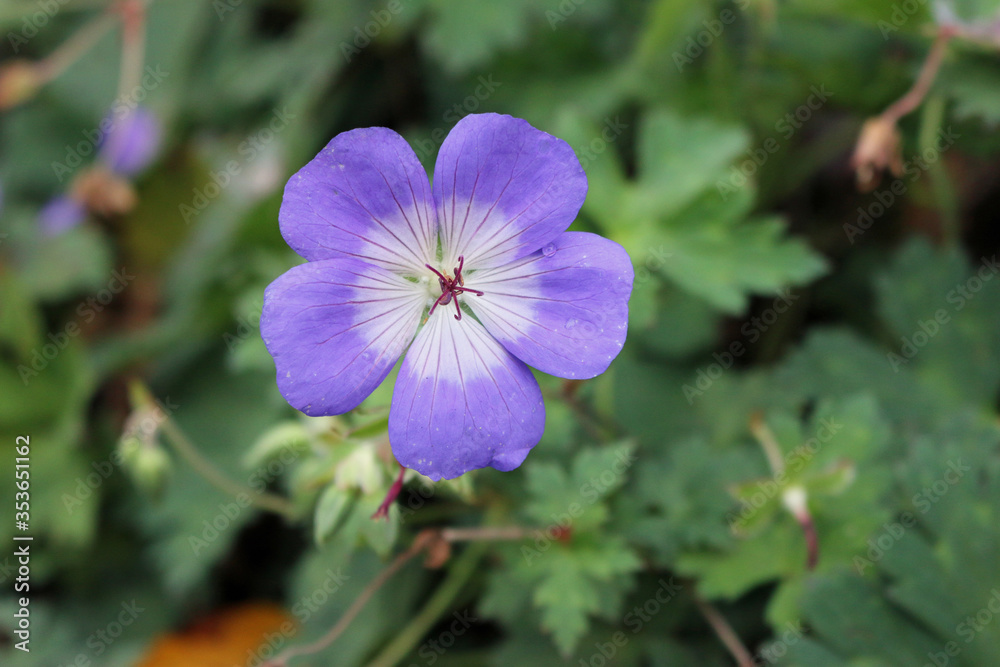 Geranium Rozanne flower Geranium Rozanne flower