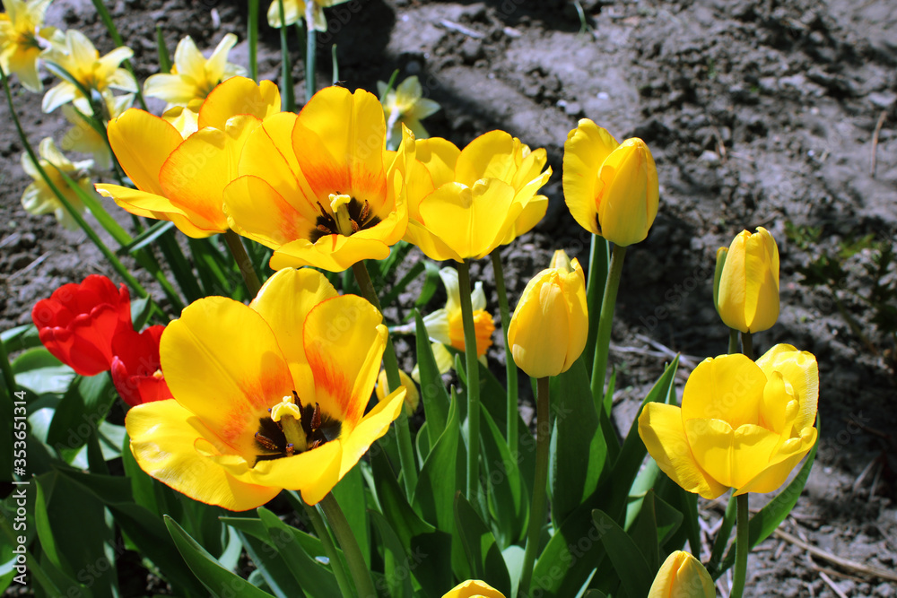 Obraz premium Yellow tulips. Close-up. Desktop wallpaper. Spring flowers. Gardening. Flowerbed.