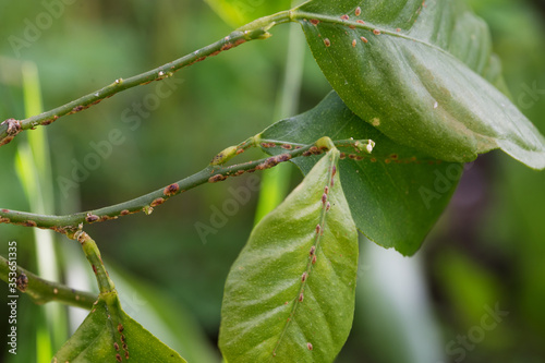 Lemon branch affected by the diaspididae