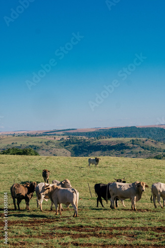 Fototapeta Naklejka Na Ścianę i Meble -  Boi Pasto, boiada, cow, ox in the pasture, ox herd