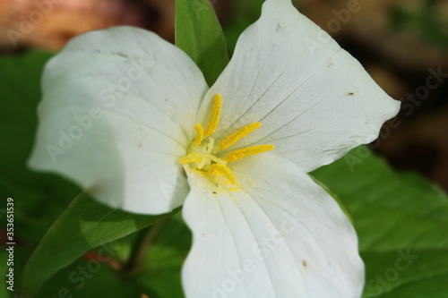 Close up of Trillium Grandiflorum during spring
 photo