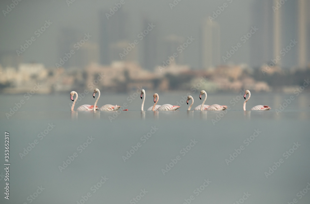 Fototapeta premium Greater Flamingos wading, Bahrain