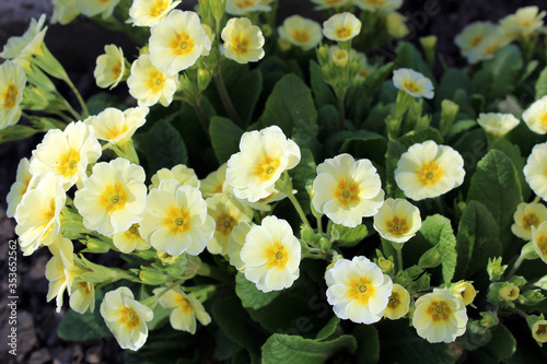 Fototapeta Naklejka Na Ścianę i Meble -  Yellow primrose. Close-up. Desktop wallpaper. Spring flowers. Gardening. Flowerbed.