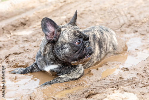 Photography A French bulldog lies in wet brown mud in hot summer