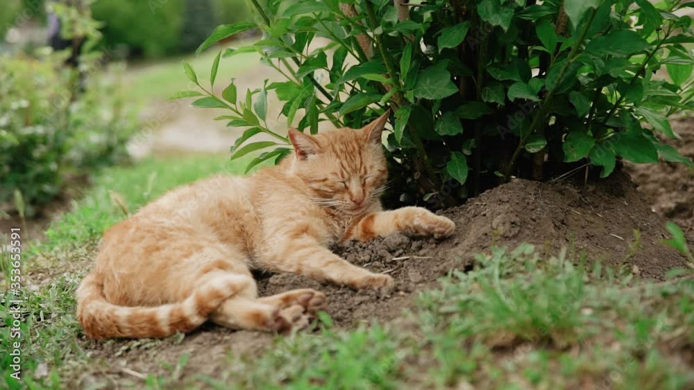 Red cat on the grass