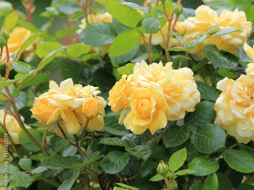 Cream roses in the garden