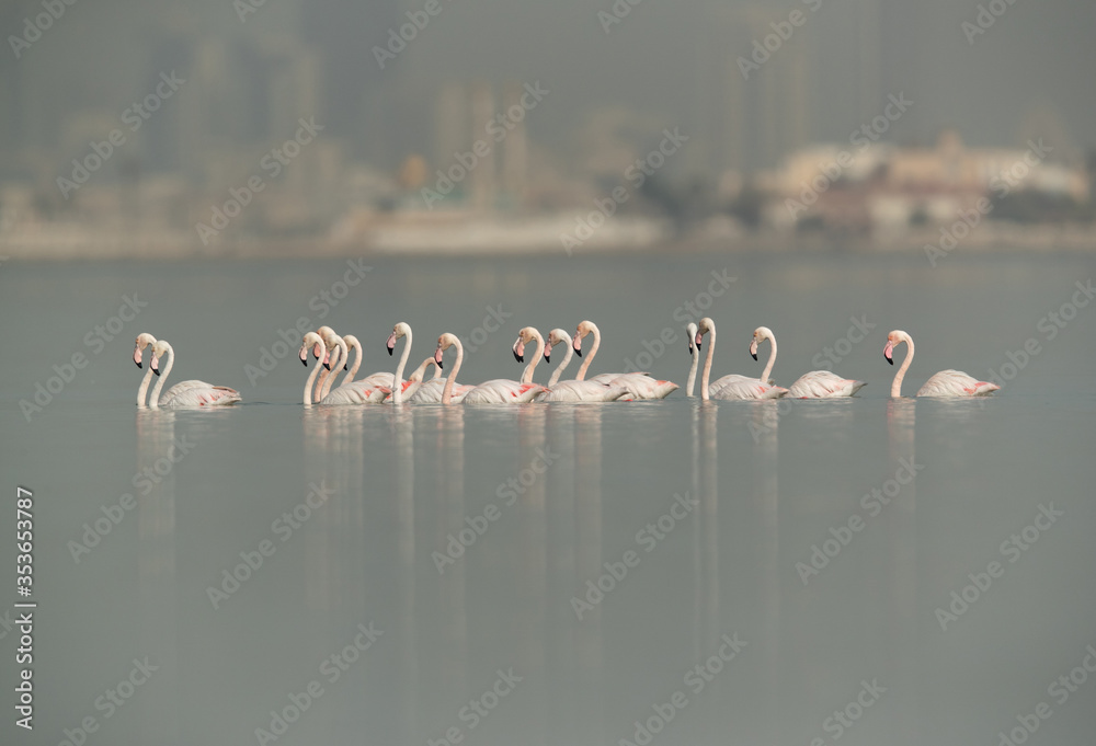 Fototapeta premium A flock of Greater Flamingos