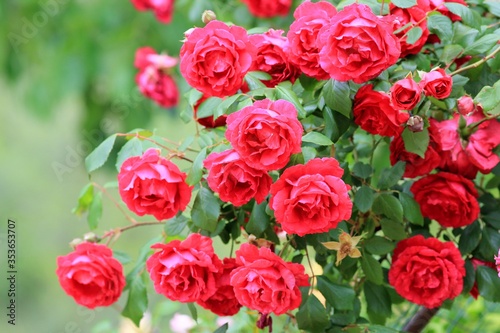 Red roses in the garden