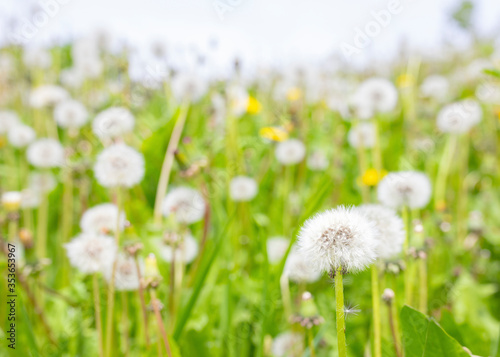 Field with white and yellow dandelions selective focus as natural background