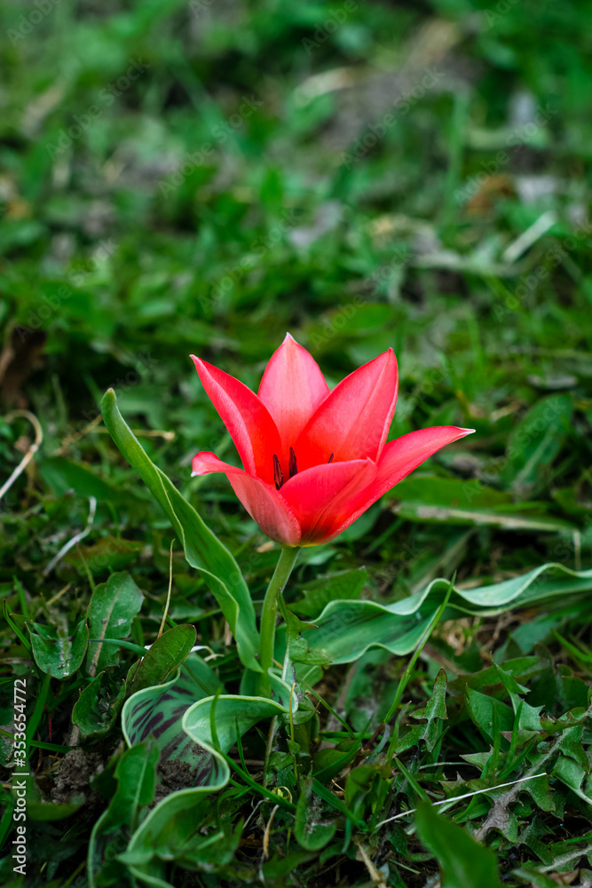 Red blooming wild tulip flower in green grass