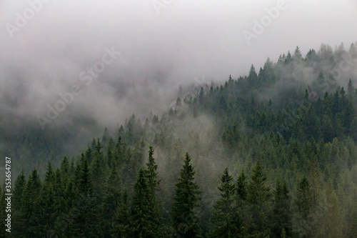 The mountainside overgrown with forest is covered with morning fog