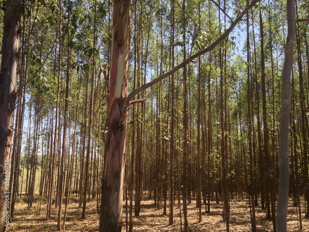 Obraz premium Trees, textures and patterns. Brasil