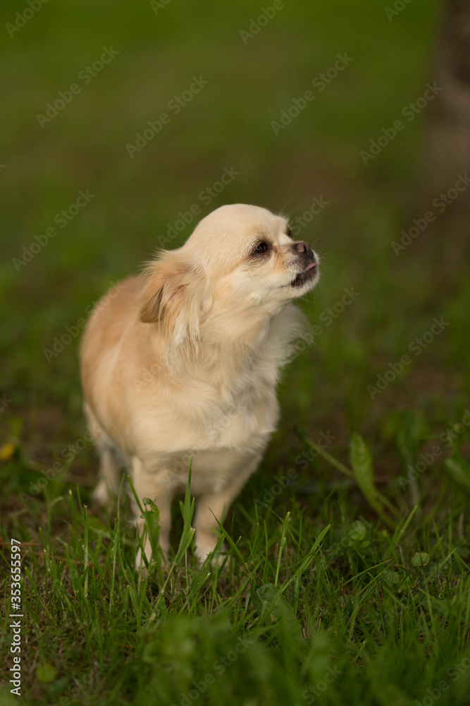 beige chihuahua dog sitting on a stone beige chihuahua dog sitting on a stone