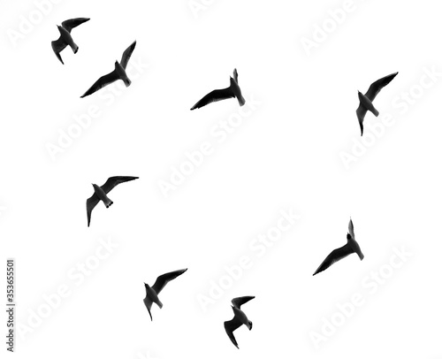Black-headed gulls flying