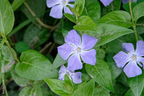 Fleur de la petite pervenche sauvage