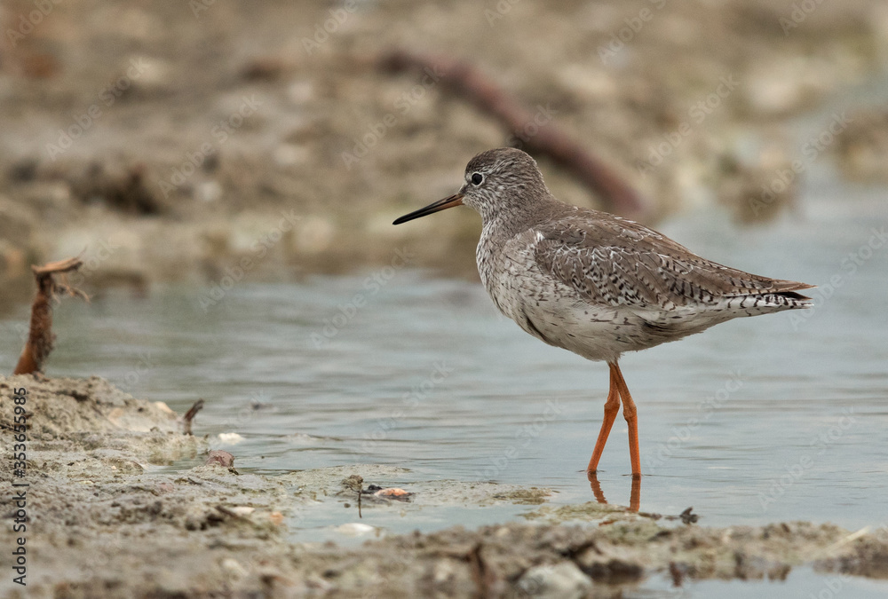 Redshank at Asker Marsh, Bahrain Redshank at Asker Marsh, Bahrain
