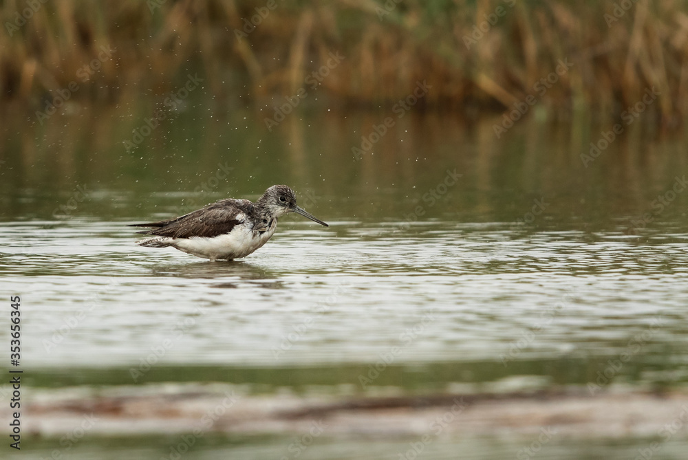 Common Greenshank bathing at asker marsh Common Greenshank bathing at asker marsh
