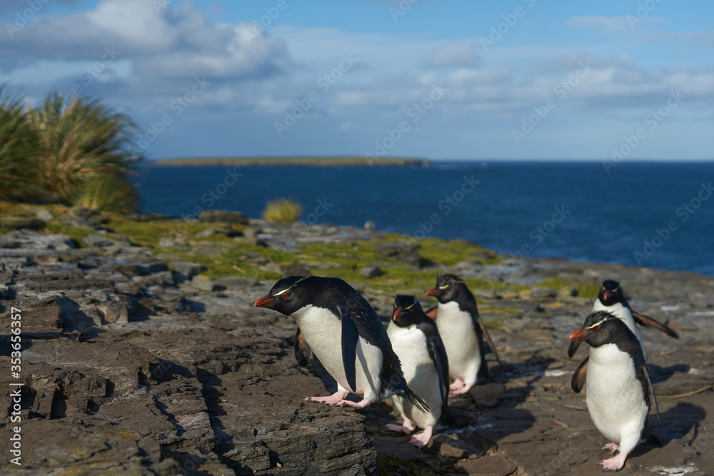Obraz premium Southern Rockhopper Penguins (Eudyptes chrysocome) return to their colony on the cliffs of Bleaker Island in the Falkland Islands