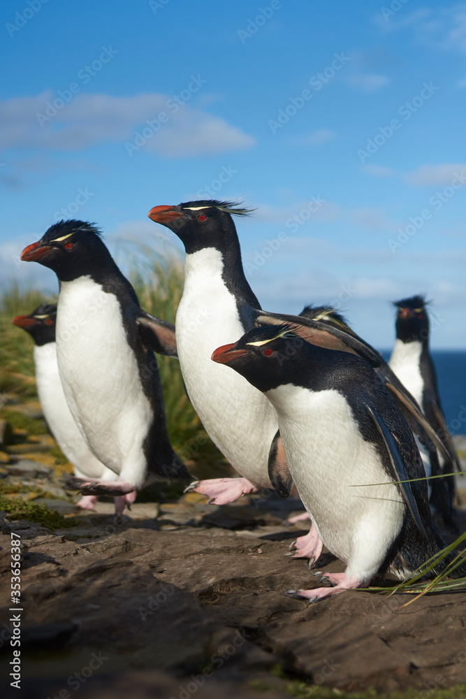 Fototapeta premium Southern Rockhopper Penguins (Eudyptes chrysocome) return to their colony on the cliffs of Bleaker Island in the Falkland Islands
