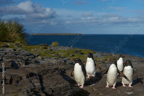 Southern Rockhopper Penguins  Eudyptes chrysocome  return to their colony on the cliffs of Bleaker Island in the Falkland Islands