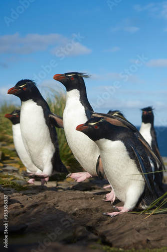Southern Rockhopper Penguins (Eudyptes chrysocome) return to their colony on the cliffs of Bleaker Island in the Falkland Islands