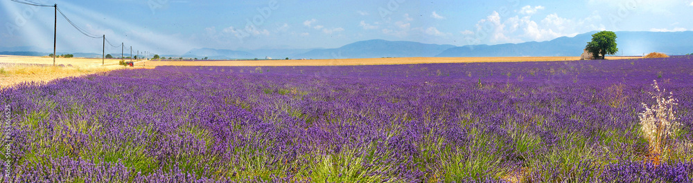 Sehr großes Lavendelfeld auf dem Plateau de Valensole, Panorama