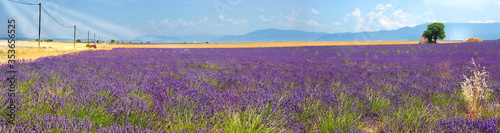 Sehr gro  es Lavendelfeld auf dem Plateau de Valensole  Panorama
