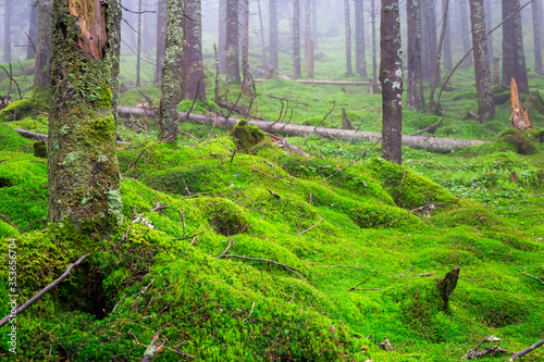 Coniferous foggy forest growing on a green mountainside with moss and grass