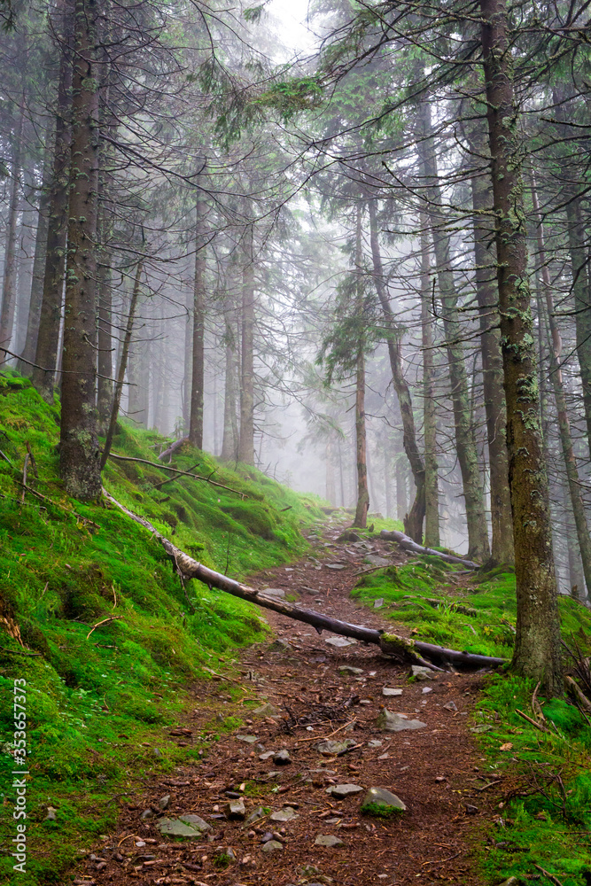 Fototapeta premium Fallen tree blocks a path among moss in a foggy coniferous mountain forest