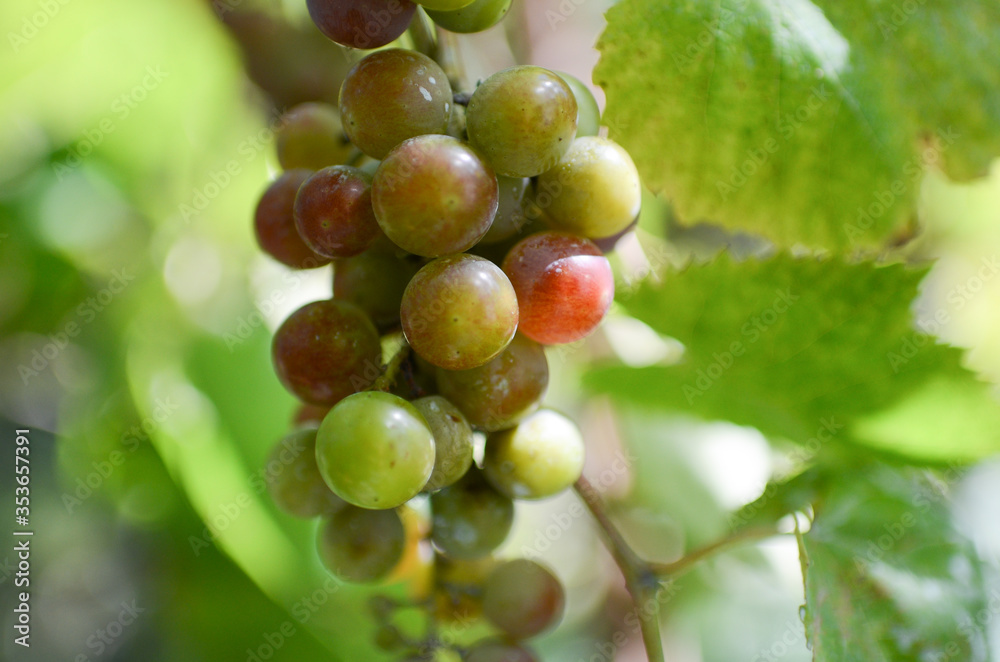 bunch of grapes