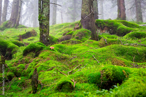 Red mushroom on moss among foggy coniferous forest on a slope in the mountains
