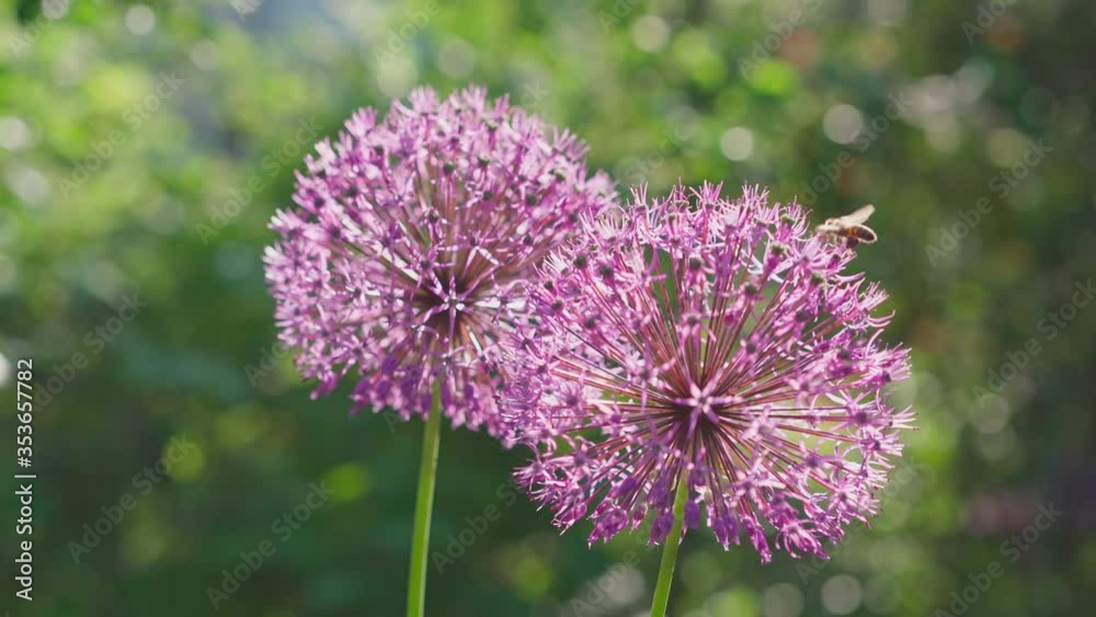 A bee pollinates plants sitting on flower buds A bee pollinates plants sitting on flower buds
