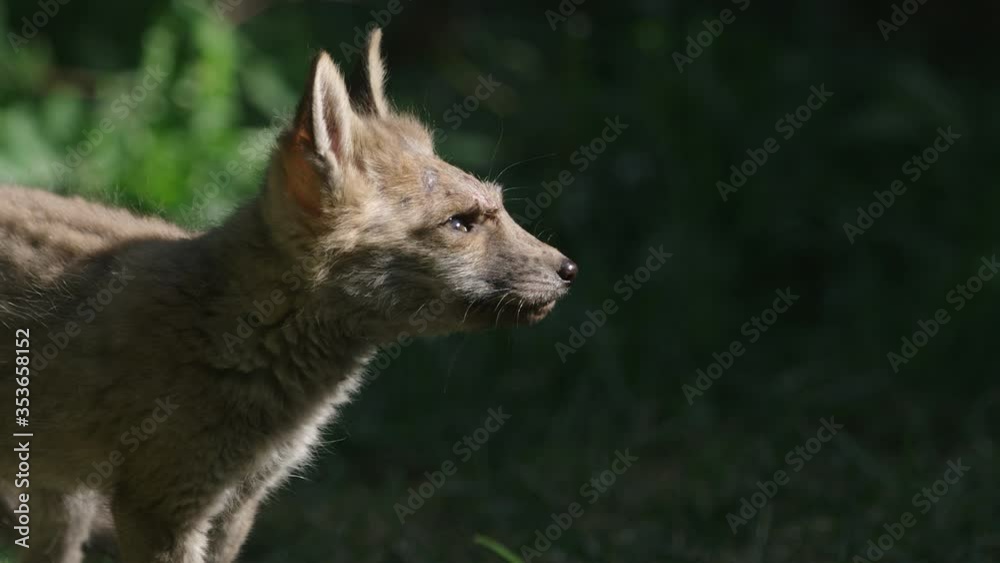 Baby fox squinting in sunshine, shot on RED Helium 8K with 70-200mm lens at 75 fps with REDGamma 2.2 Baby fox squinting in sunshine, shot on RED Helium 8K with 70-200mm lens at 75 fps with REDGamma 2.2