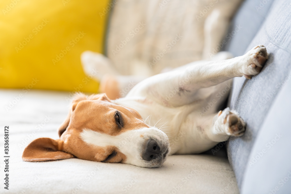 Beagle dog falling asleep and take some rest in funny position. Beautiful dog portrait.