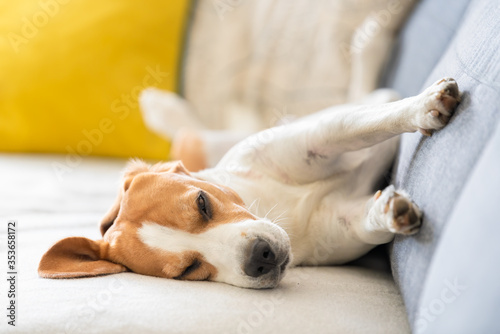 Beagle dog falling asleep and take some rest in funny position. Beautiful dog portrait.