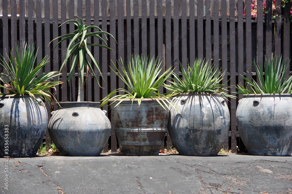 Fototapeta premium Large planter pots with a variety of green plants in front of a wooden fence