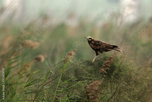 Marsh harrier perched on bushes