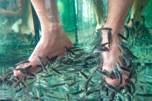 Peeling legs in an aquarium by Garra Rufa fish. Garra rufa fish eat skin on their legs close-up. photo