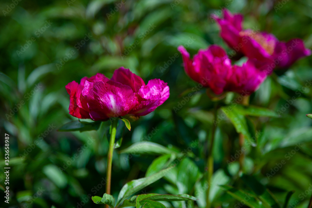 Bush of peonies in the garden. Beautiful dark pink buds of summer flowers. Peony flower Bordeaux color.
