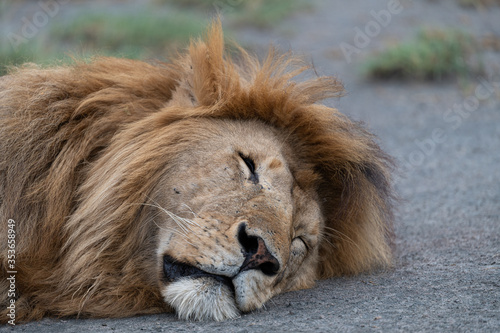 Lion sleeps after a large lunch  Ndutu  Tanzania 