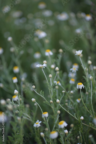 Wide field of Matricaria chamomilla (recutita), known as chamomile, camomile or scented mayweed, is known mostly for its use against gastrointestinal problems or to treat irritation of the skin.     