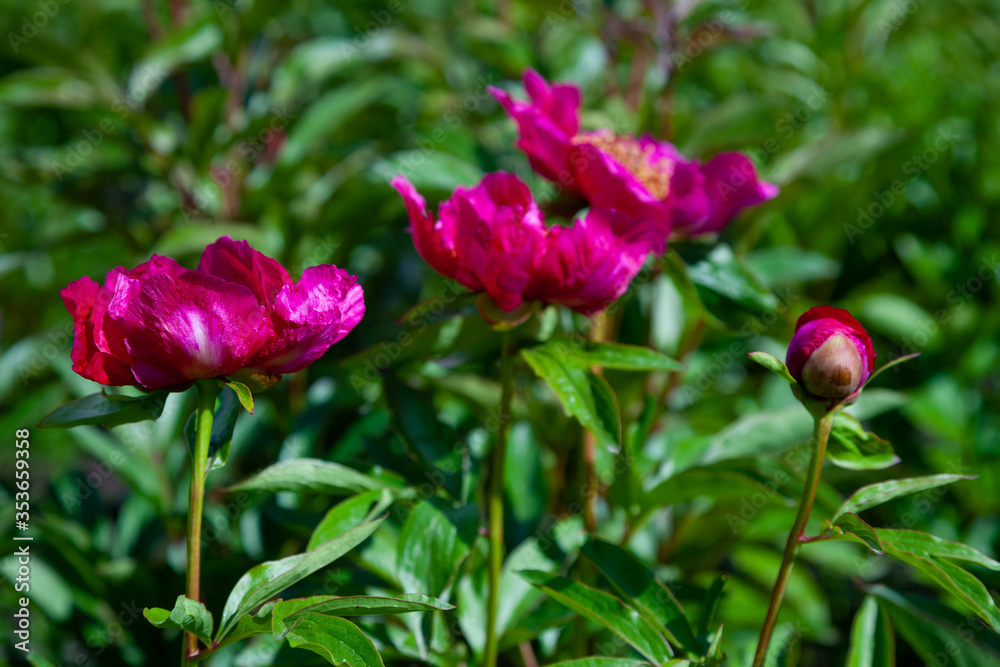 Bush of peonies in the garden. Beautiful dark pink buds of summer flowers. Peony flower Bordeaux color.