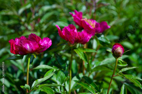 Bush of peonies in the garden. Beautiful dark pink buds of summer flowers. Peony flower Bordeaux color.