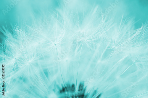 White dandelion cap with seeds close-up. Light blue tinted horizontal shot. Summer floral background. Airy and fluffy wallpaper. Macro