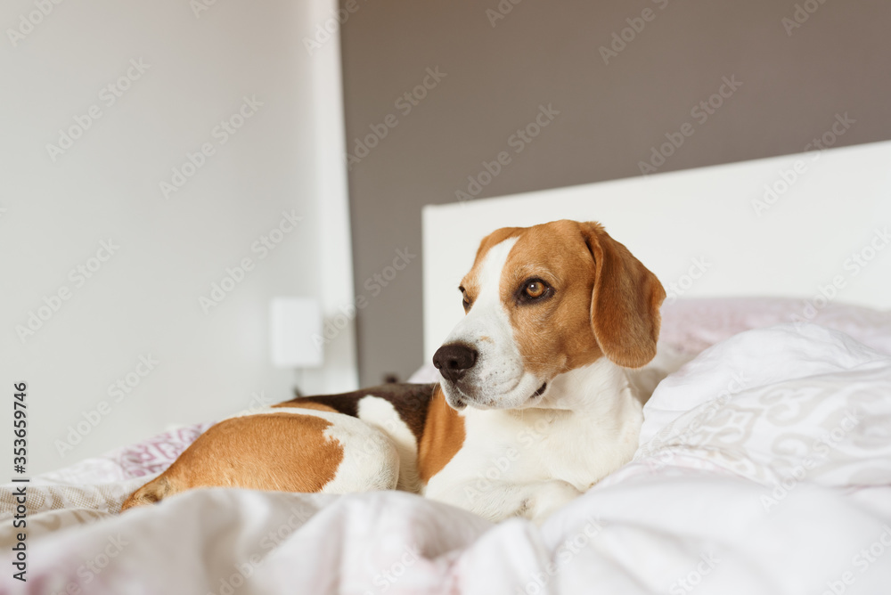 Beagle dog sneaks to his owner bed when no one watching. Beagle dog sneaks to his owner bed when no one watching.