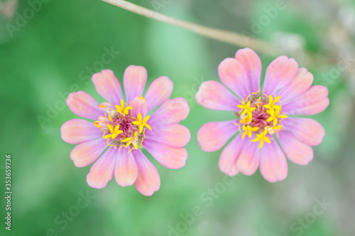 pink cosmos flower